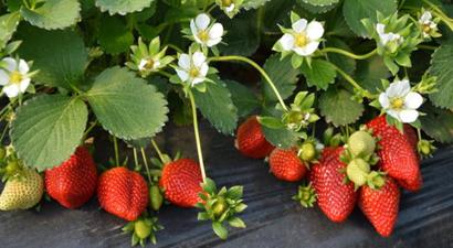 Kalitede Öncülüğe Koşan Sultanhisar Çileği Adından Söz Ettiriyor