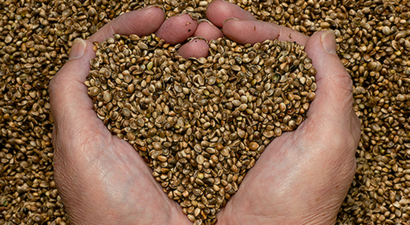 Sandıktaki Tohumlar Şimdi Tohum Takas Ağında