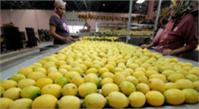 Yatak Limonu`nu Hatalı Gübreleme Çürütüyor