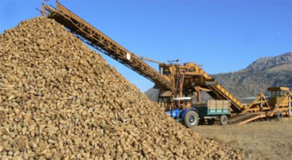 Kuraklık, Elazığ Şeker Fabrikası`na Yaradı