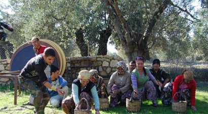 Burhaniye`de Zeytin İşçilerinin Yevmiyeleri Belirlendi