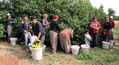 Fiyatı 10 liradan 75 kuruşa düştü