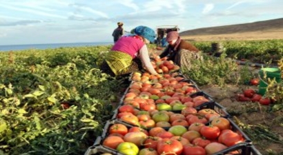 Tarım Ürünleri İhracatı 10 Ayda Yüzde 6,6 Arttı