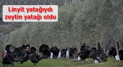 Linyit yatağıydı, zeytin yatağı oldu