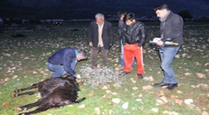 Demre`de Keçiler Telef Oldu