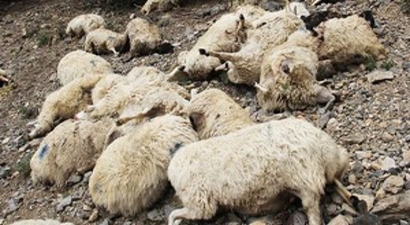 Konya`da kurtlar 25 koyunu telef etti