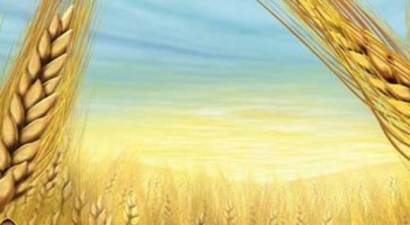 Tarımsal Desteklemeler Gap Çiftçisine `Can Suyu` Oldu