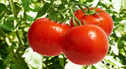 Fethiye`nin `Kırmızı Altını` Çiftçinin Yüzünü Güldürdü