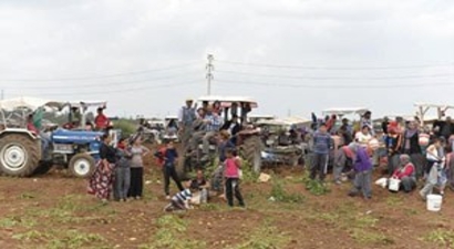 Adana`da Dar Gelirli Vatandaşlar Patates Tarlasına Koştu