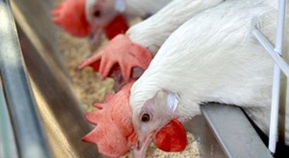 Yumurta ve beyaz et yasağına karşı Irak`a heyet göndereceğiz