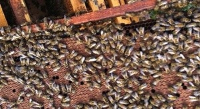 Bilinçsiz İlaçlama Nedeniyle Milyonlarca Bal Arısı Telef Oldu