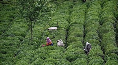 Çay üreticilerini sevindirecek haber