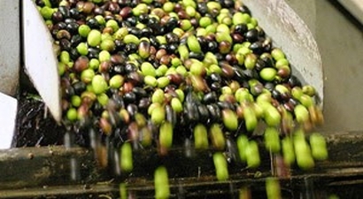 Zeytin üreticileri Gaziantep`te buluştu