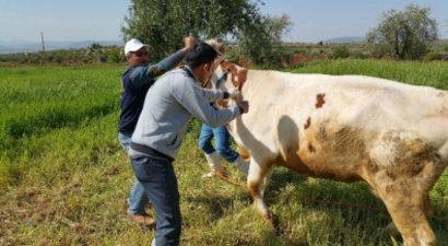 Düzce`de 18 Bin 409 Hayvan Aşılandı