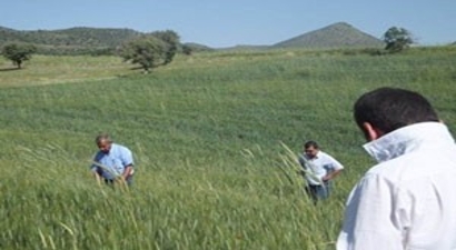 Beyşehir`de Ekili Alanlara 43 Bin Parazitoit Bırakıldı