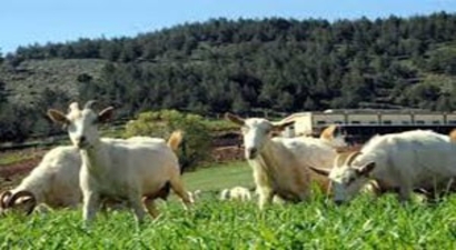 Keçi Çiftliği Kuran Kadın Girişimciler, Pazarlama Sorunu Yaşıyor
