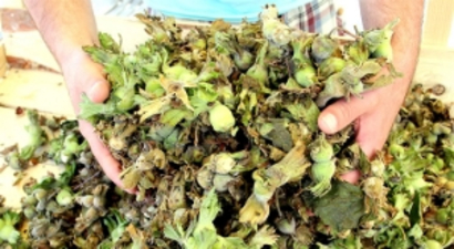 Karadeniz`de Fındık Hasadı Başladı