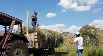 Gümüşhane`de Hasat Mevsimi Son Günlerini Yaşıyor