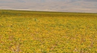 Muş Ovası`nda Aspir Üretimi