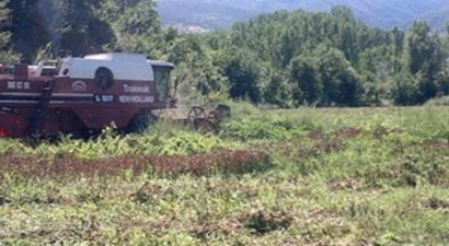 Tosya`da İlk Defa Ekilen Aspir`in Hasadı Yapıldı
