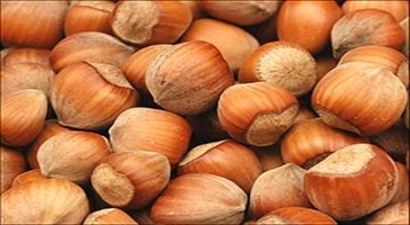 Fındığın Fiyatı 10,75 TL`ye Düştü