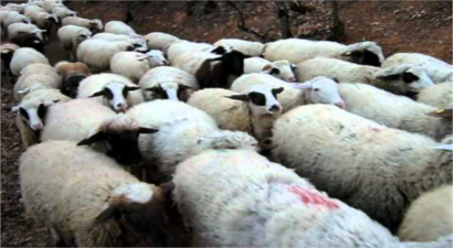 Bedava Koyun Dağıtıldı