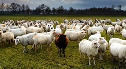 Polatlı İlçesinde Koç Katımı Gerçekleştirildi