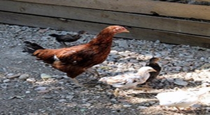 Süs Tavukçuluğu Yaygınlaşıyor