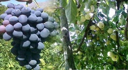 Cimin Üzümü Üreticisinin Yüzünü Güldürdü