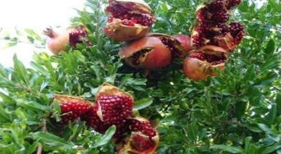 Narda Hasat Zamanı