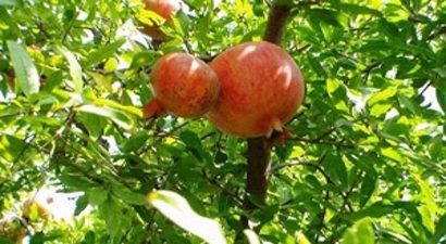 Narda Hasat Zamanı