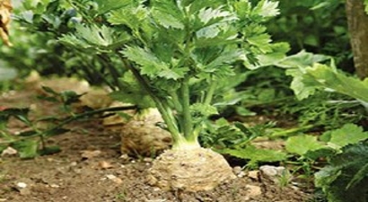 Tarlaların Beyaz Elması`nın Zahmetli Hasadı