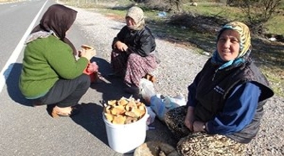Havran`da Melki Mantarı Köylü Kadınlara Geçim Kaynağı Oldu