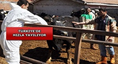 Türkiye`de Hızla Yayılıyor