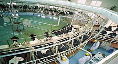 Süt Sağım Sistemlerine % 70 Destek