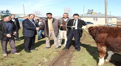 Elazığ`da Damızlık Boğa Dağıtımı Yapıldı