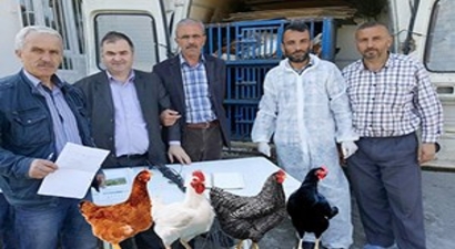 Tarım Krediden Köylüye Tavuk