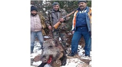 Çiftçilerin Domuz Endişesi