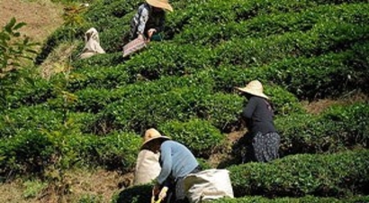 Mayısta Yaş Çay Alım Kampanyası Başlayacak