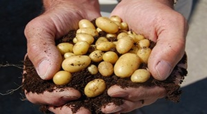 Samsun`da Patates Tohumu Dağıtımı