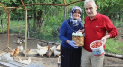 Yeşil Yumurtlayan Tavuklar Altın Değerinde