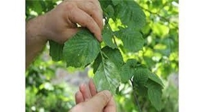 Külleme Hastalığı Fındıkta Kayıplara Yol Açmaya Başladı