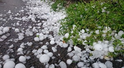 Güdül`de Dolu Ekinlere Zarar Verdi