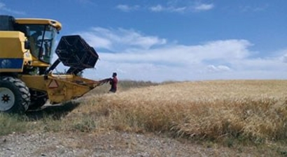 Samsat`ta Hububat Hasadı Başladı