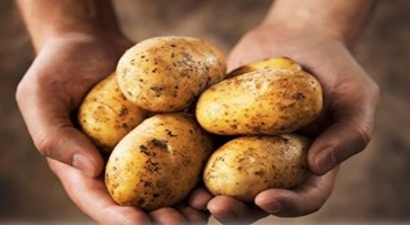 Konya Patates Üretiminde İkinci Sırada