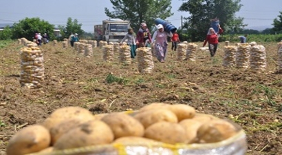 Patates Üretimi Kavurucu Sıcak Altında Sancılı Başladı