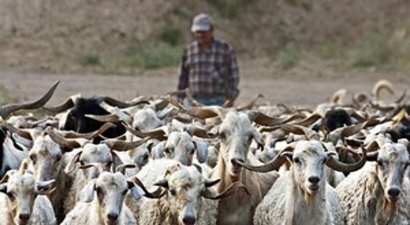Emet`te Sürü Yönetimi Kursu