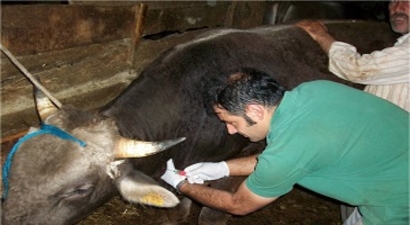 Kavak`ta 11 Bin 125 Hayvana Şap Aşısı Yapıldı