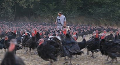 Türkiye Hindi Eti Yemiyor Ama Satıyor