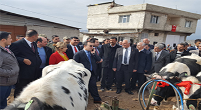 180 Baş Gebe Düve Dağıtıldı